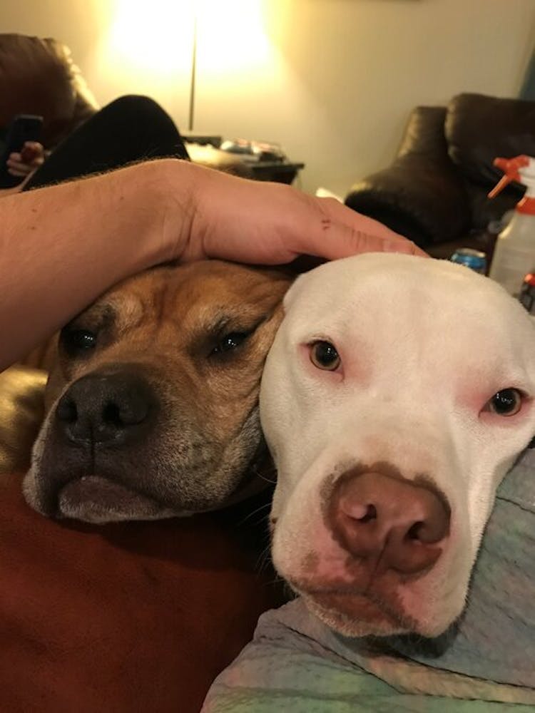a dog that is lying down and looking at the camera