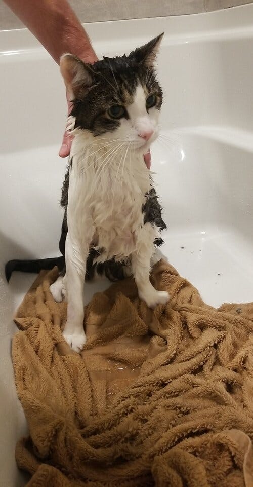 a cat sitting next to a sink
