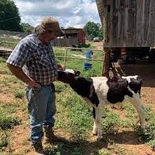 a man standing next to a cow