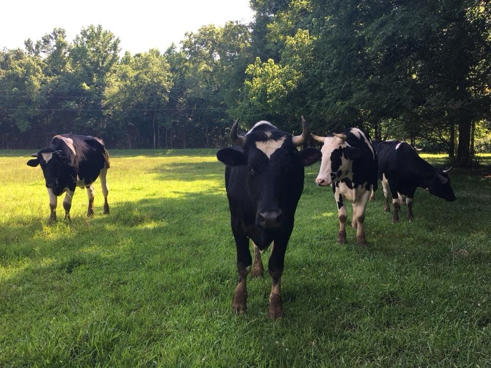 a herd of cattle standing on top of a grass covered field