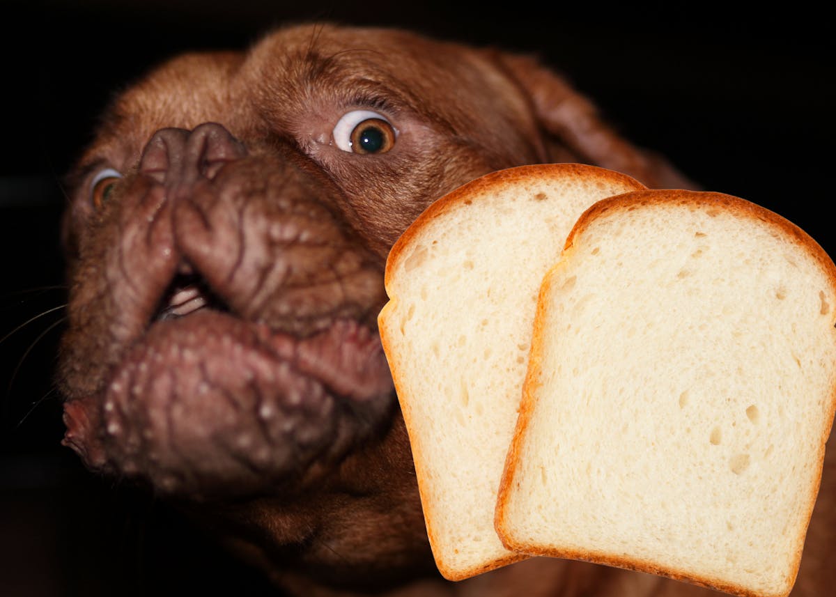 a close up of a dog staring at bread
