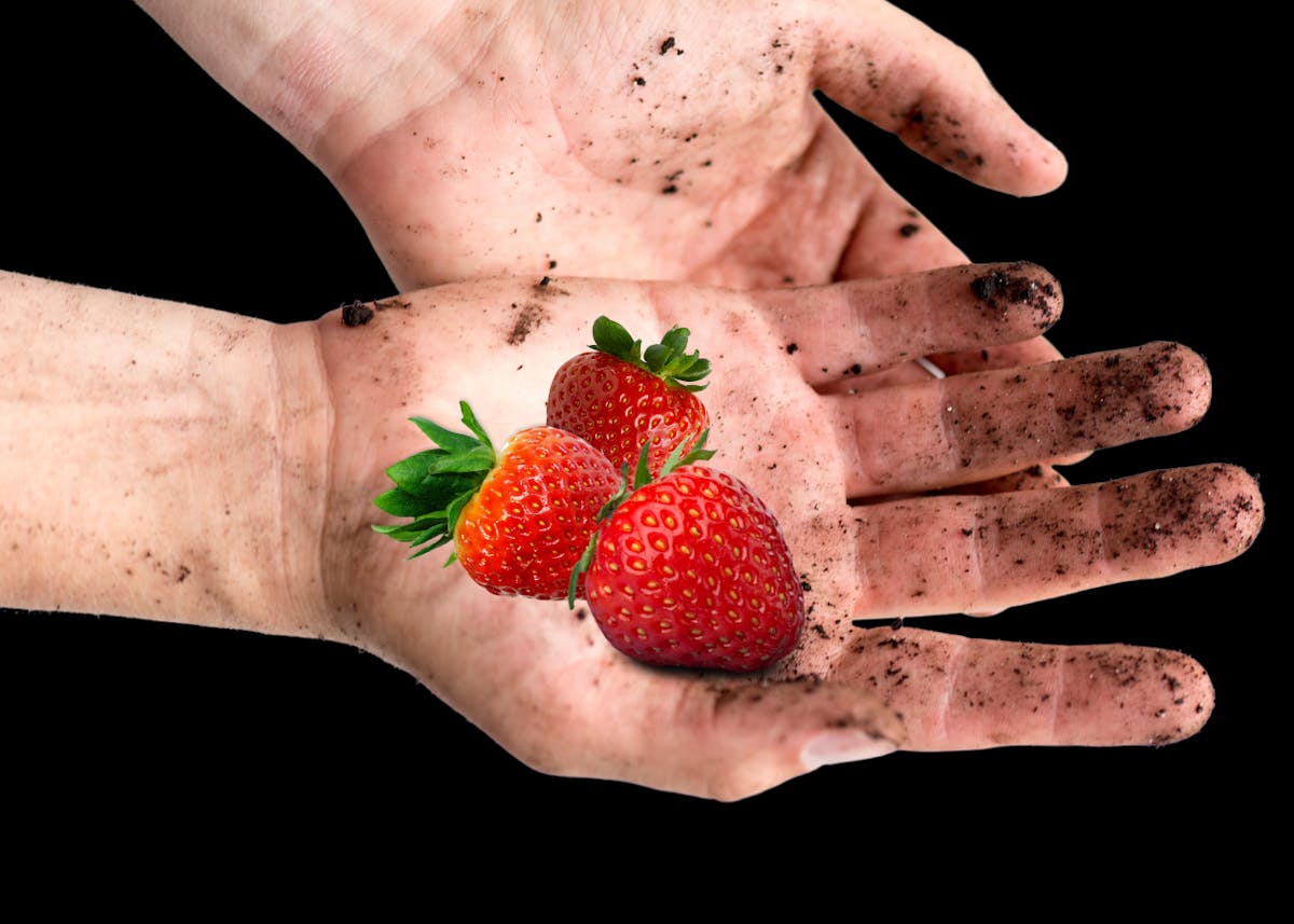 a hand holding a strawberry