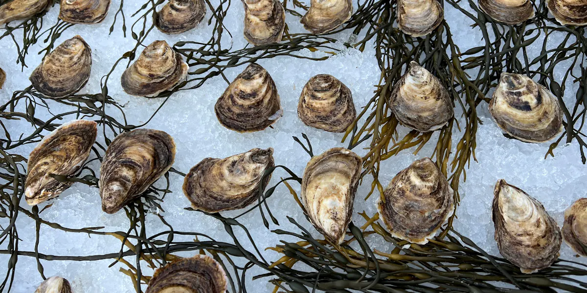 Oyster Bubbles Assembly Rooftop Lounge Upscale Rooftop Bar In Oyster bubbles assembly rooftop lounge upscale rooftop bar in