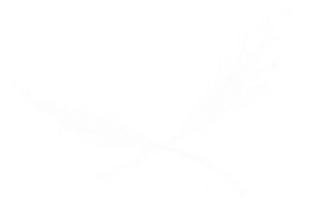 fireworks in the background