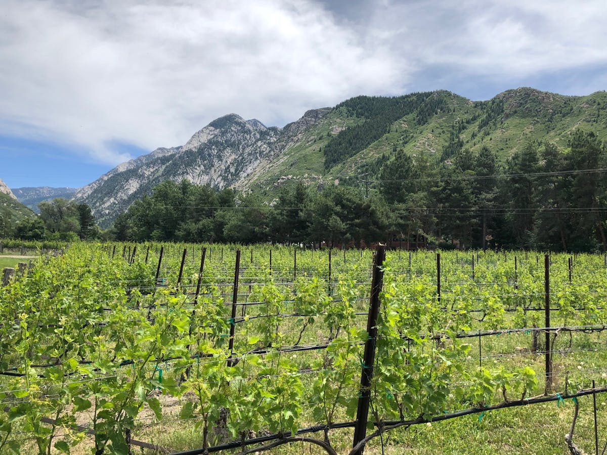 Vineyards