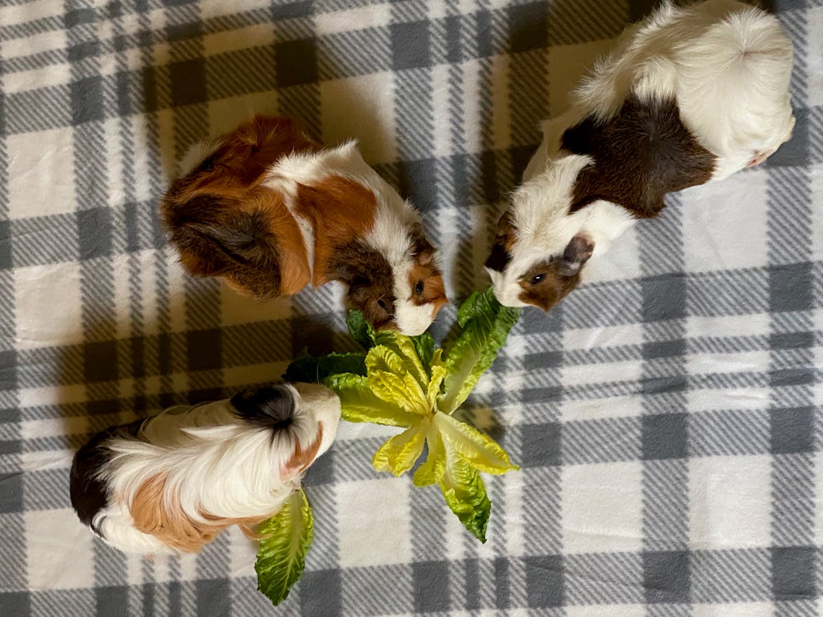 image of three guinea pigs eating romaine lettuce on a grey plaid cloth