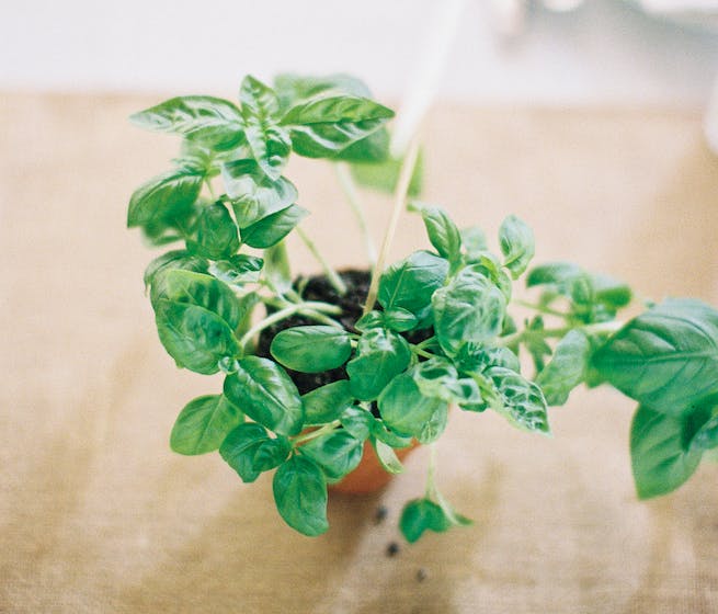 fresh basil growing from a pot