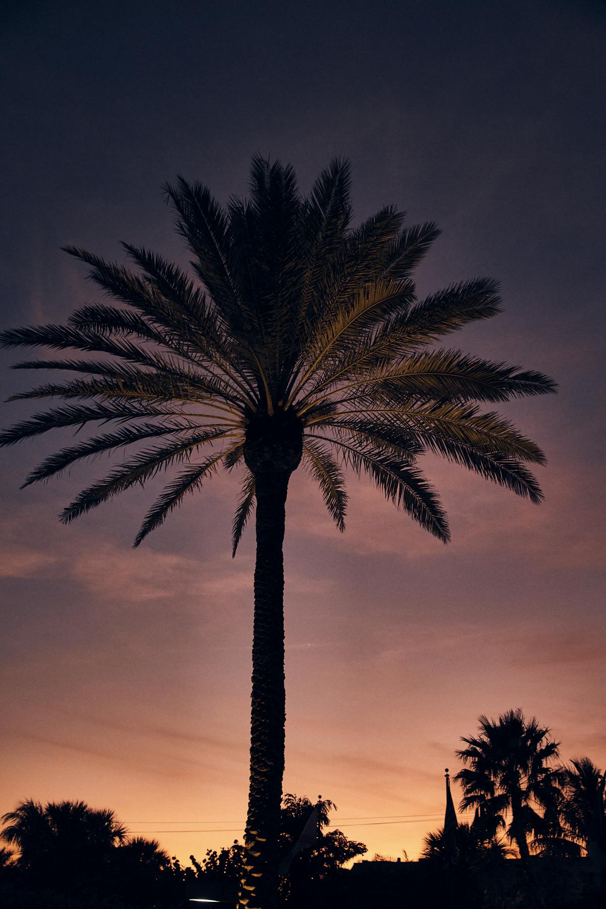 a silhouette of a palm tree at sunset outside of Florie's restaurant at Four Seasons Palm Beach