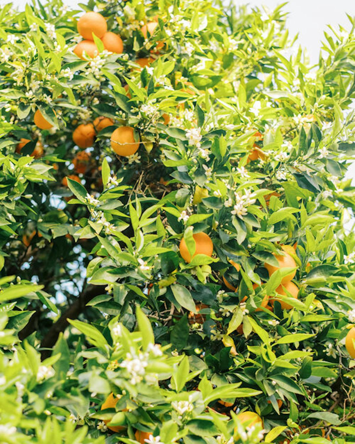 a group of oranges in a garden