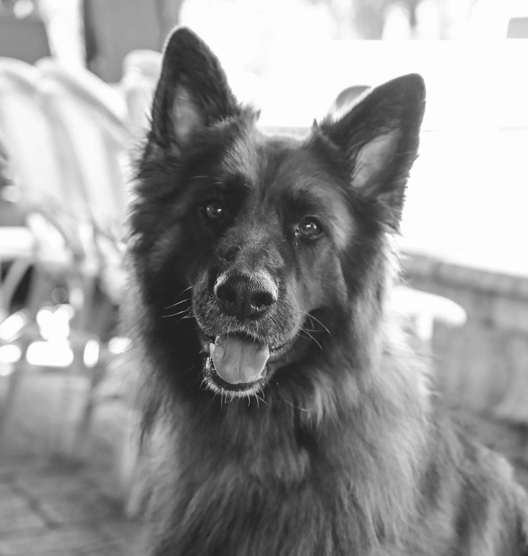 Petite Chien Petite Chou Bistro Champagne Bar In Indianapolis IN petite-chien-petite-chou-bistro-champagne-bar-in-indianapolis-in