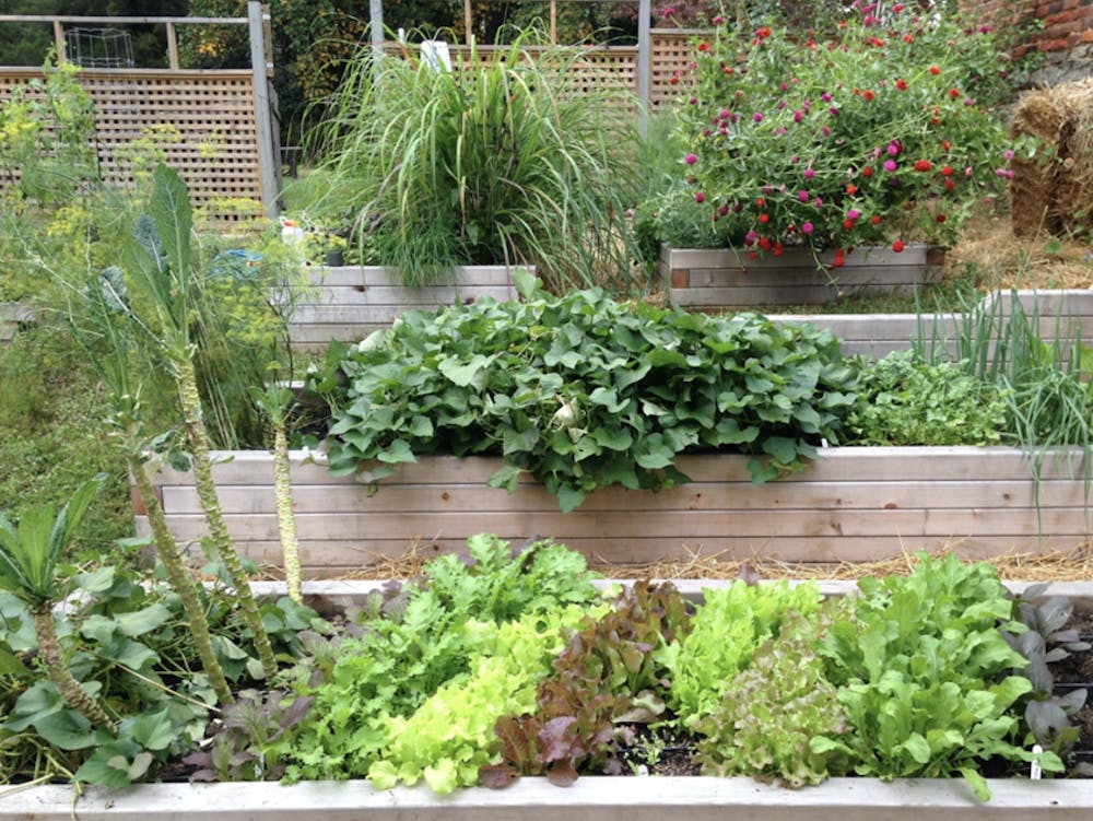 a green plant in a garden