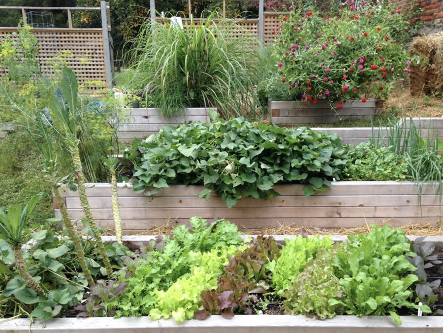 a green plant in a garden