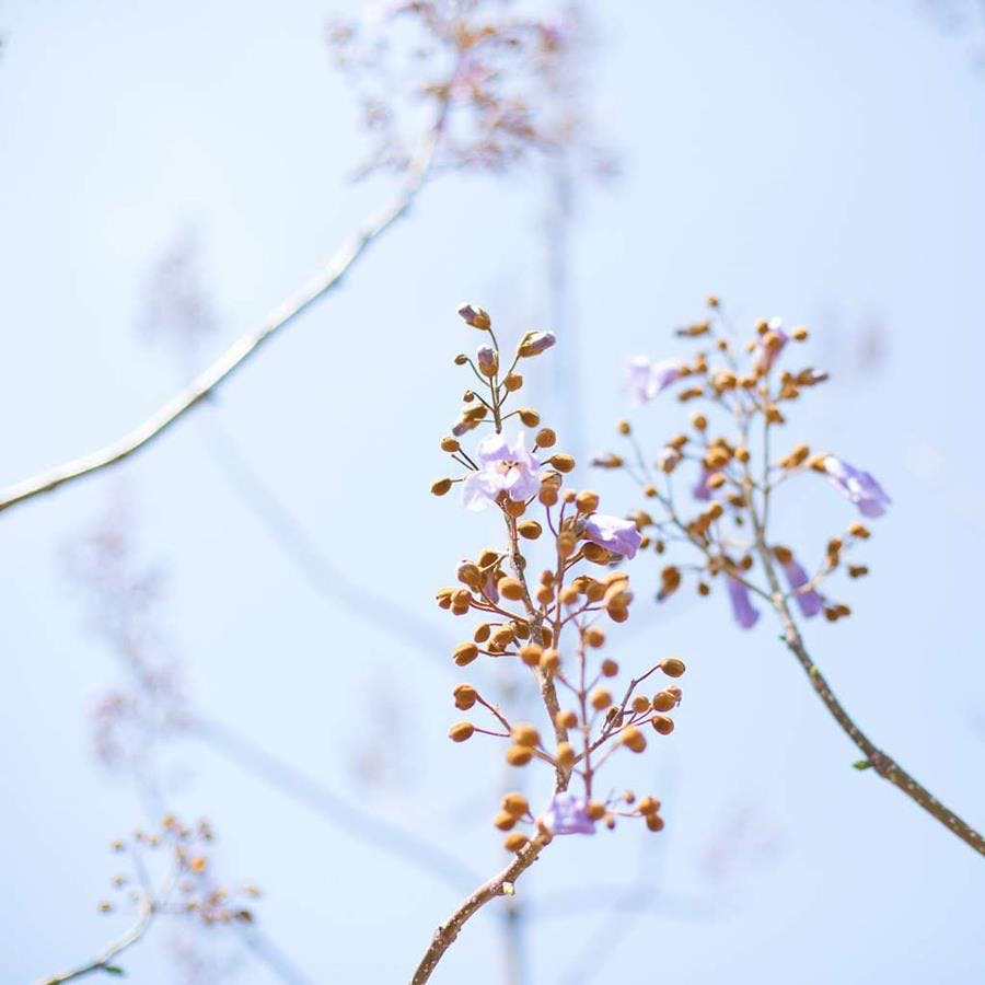 a bird perched on a tree branch