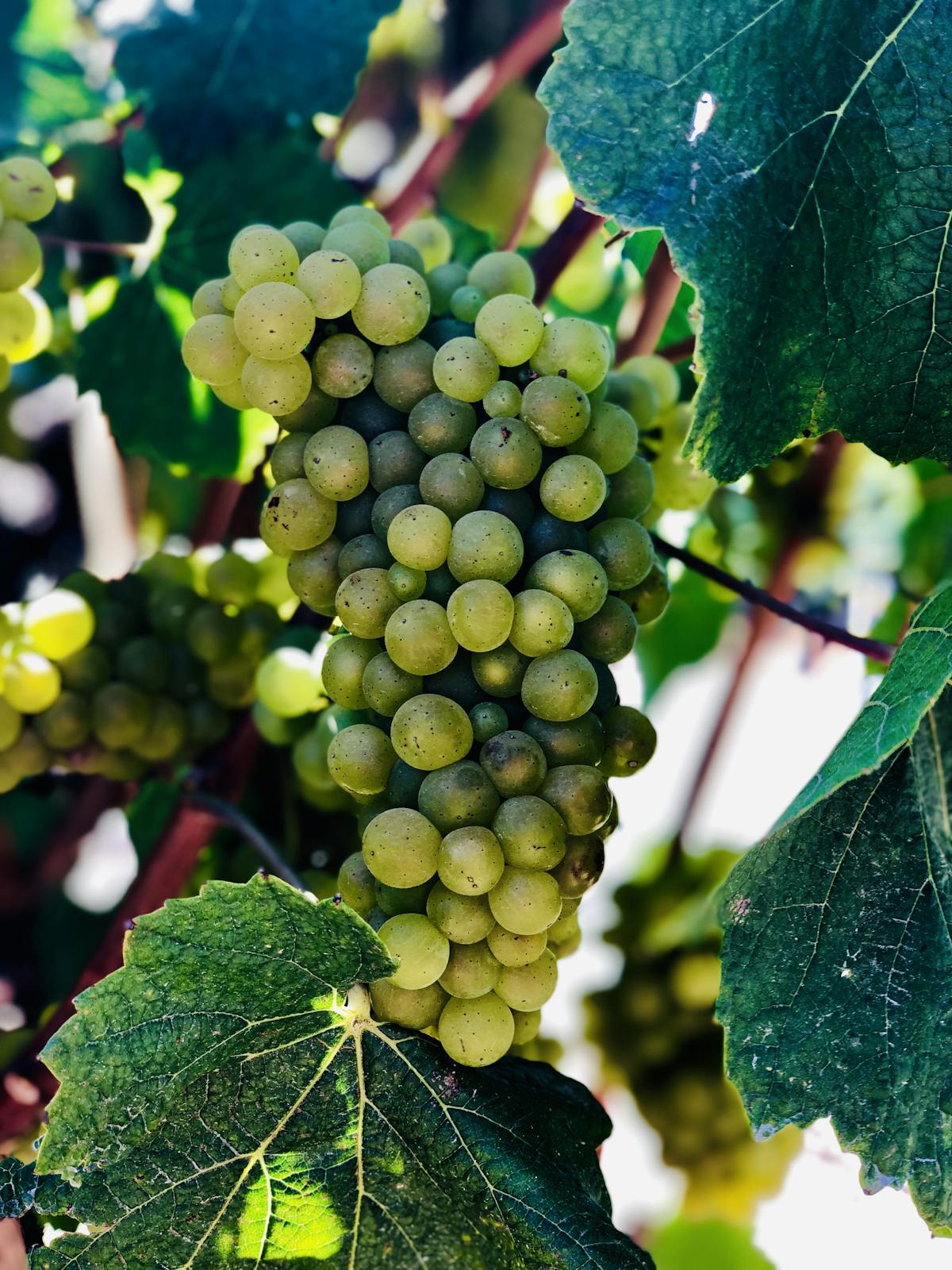 a close up of wine grapes