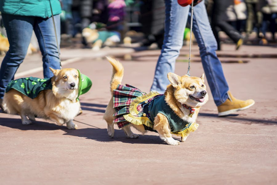 Gaslamp Pet Parade & Pup Party Wild Hare Bar Garden California