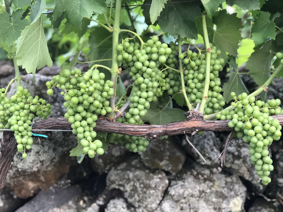green grapes on the vine