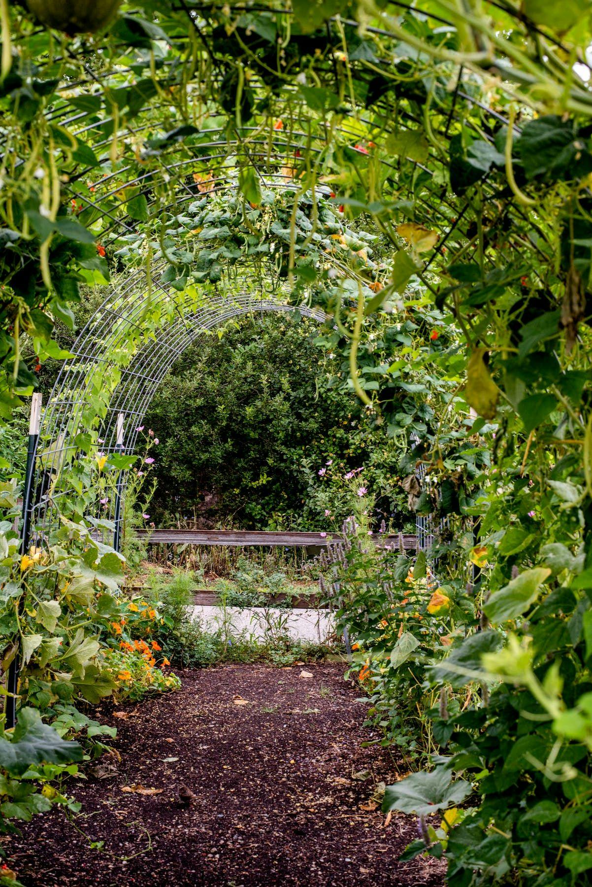 a plant in a garden