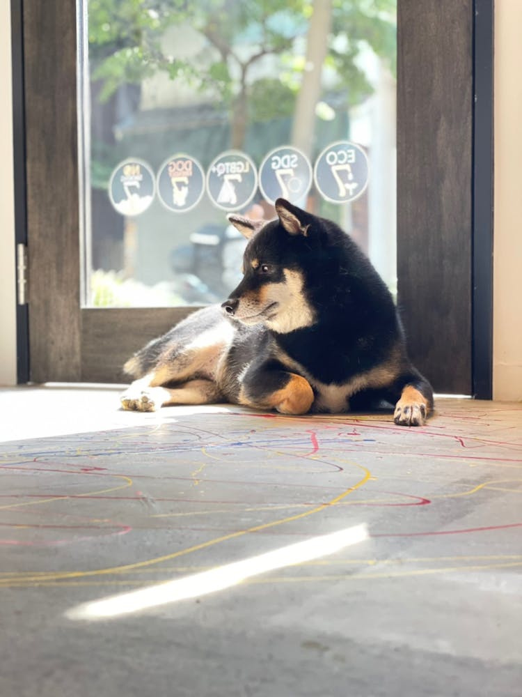a dog lying on the ground next to a window
