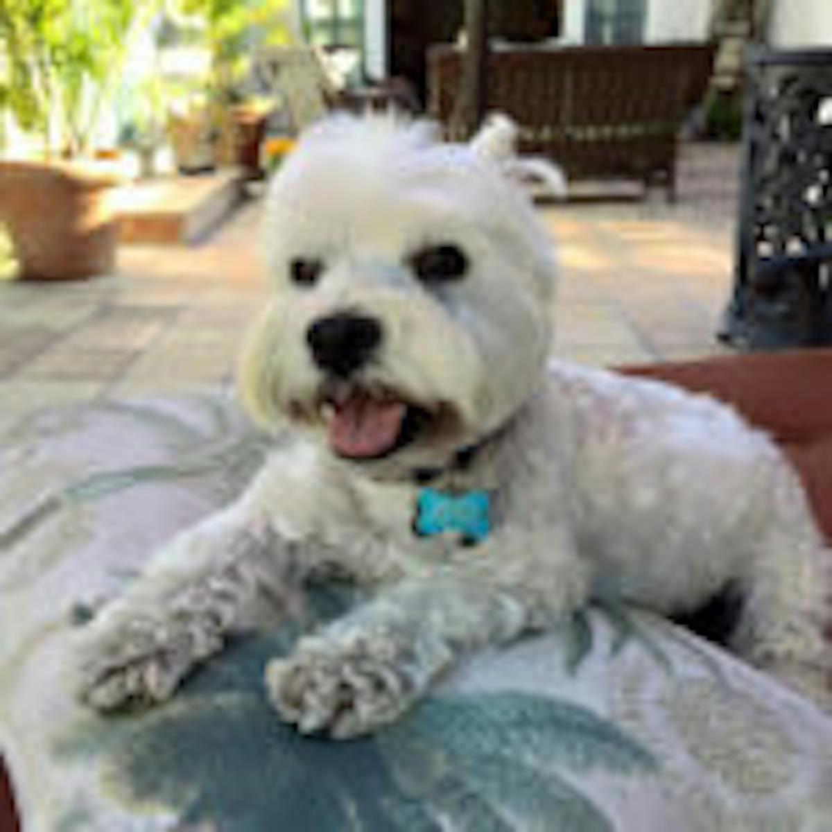 a dog sitting on a bed