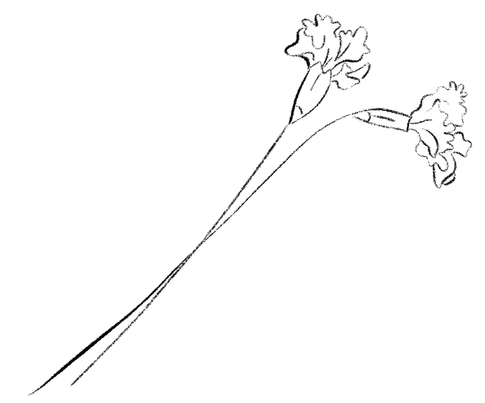 a close up of a kite in the dark