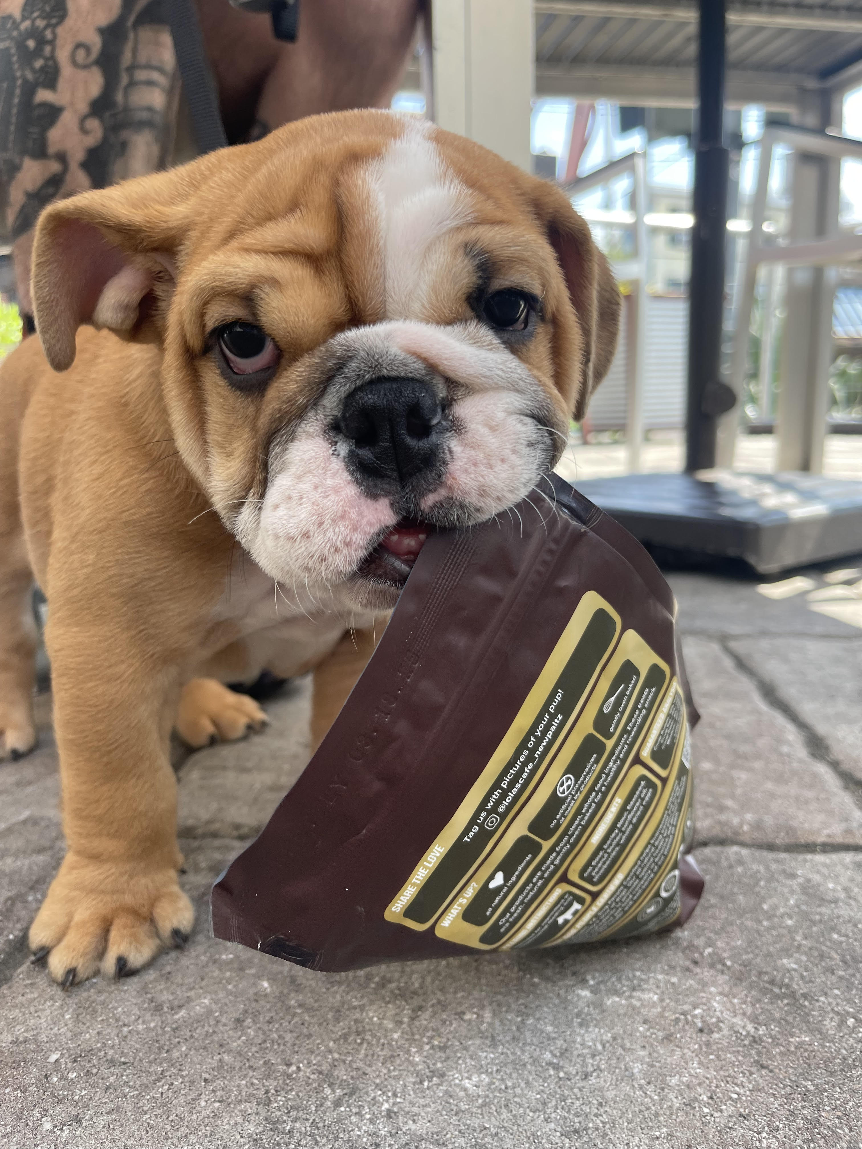 a dog