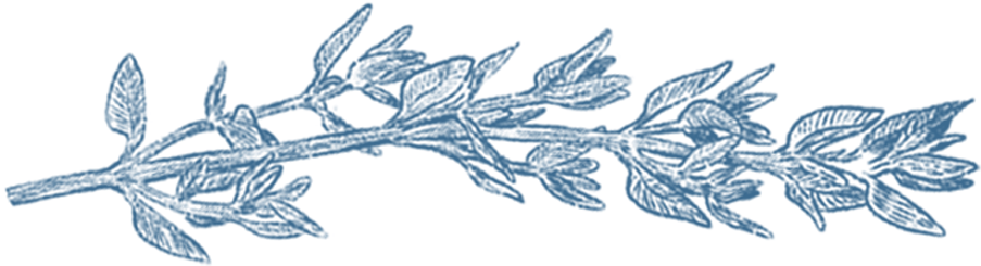 a close up of a coral