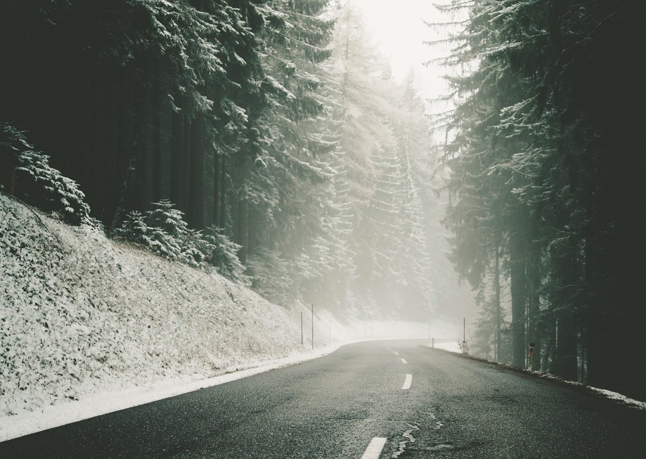 a tree with snow on the side of the road