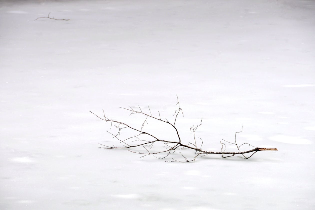 a tree branch on snow. 