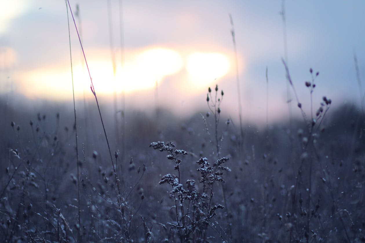 A image of plants.