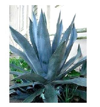 a close up of a plant