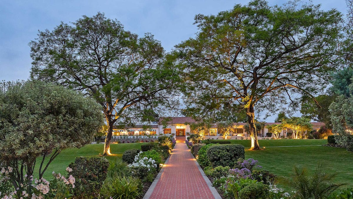 a tree in a garden