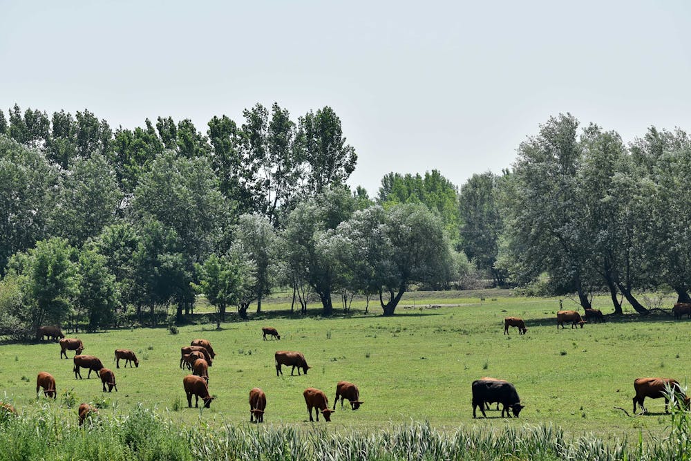 a herd of cattle grazing on a lush green field