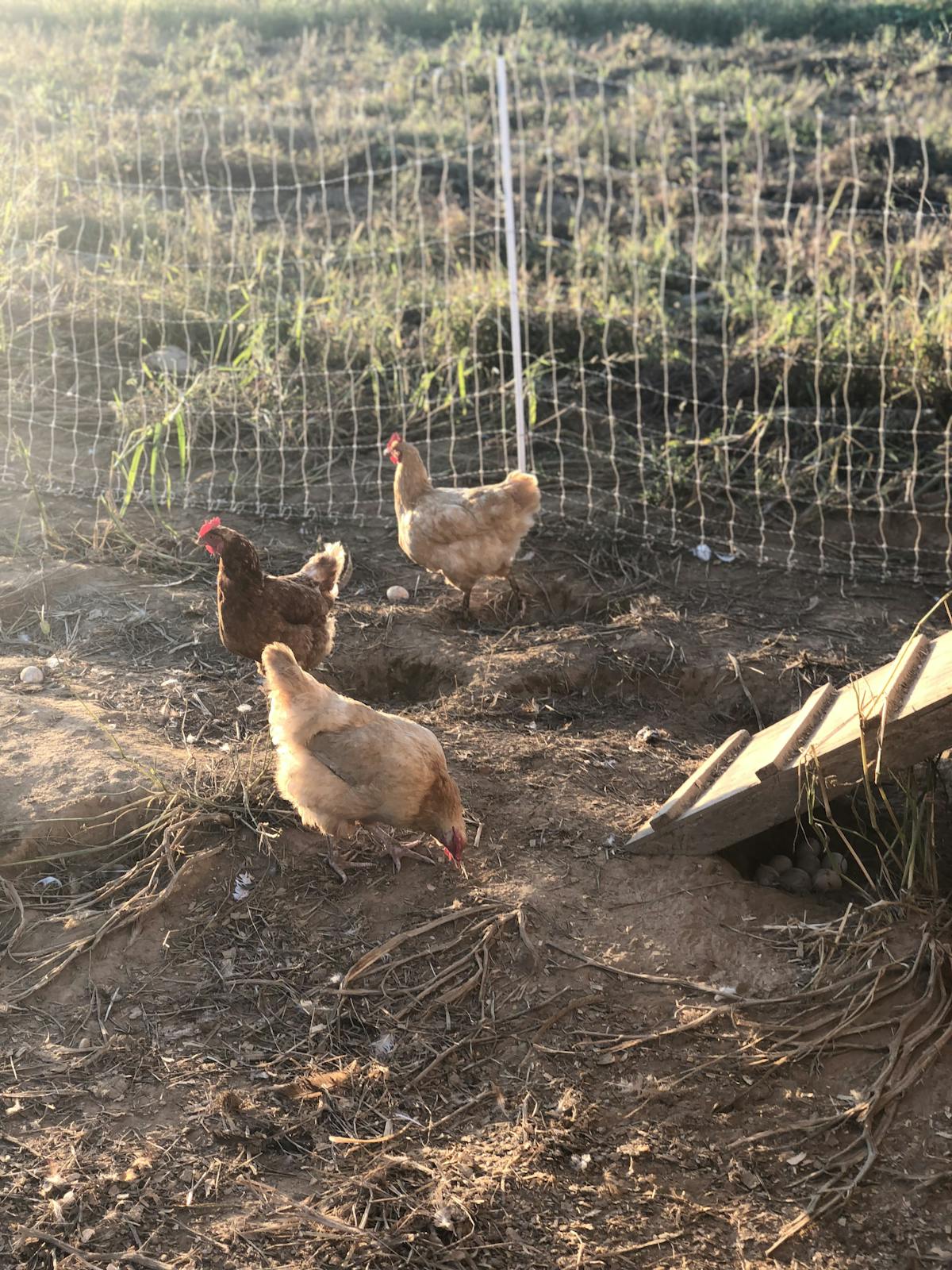 chicken eating