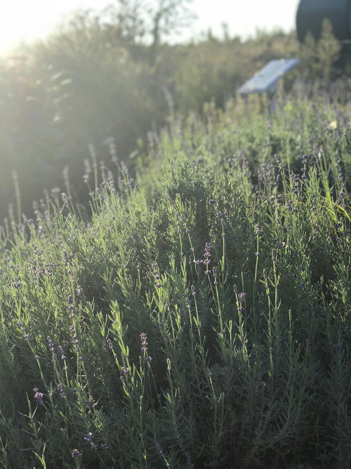 a field of tall grass