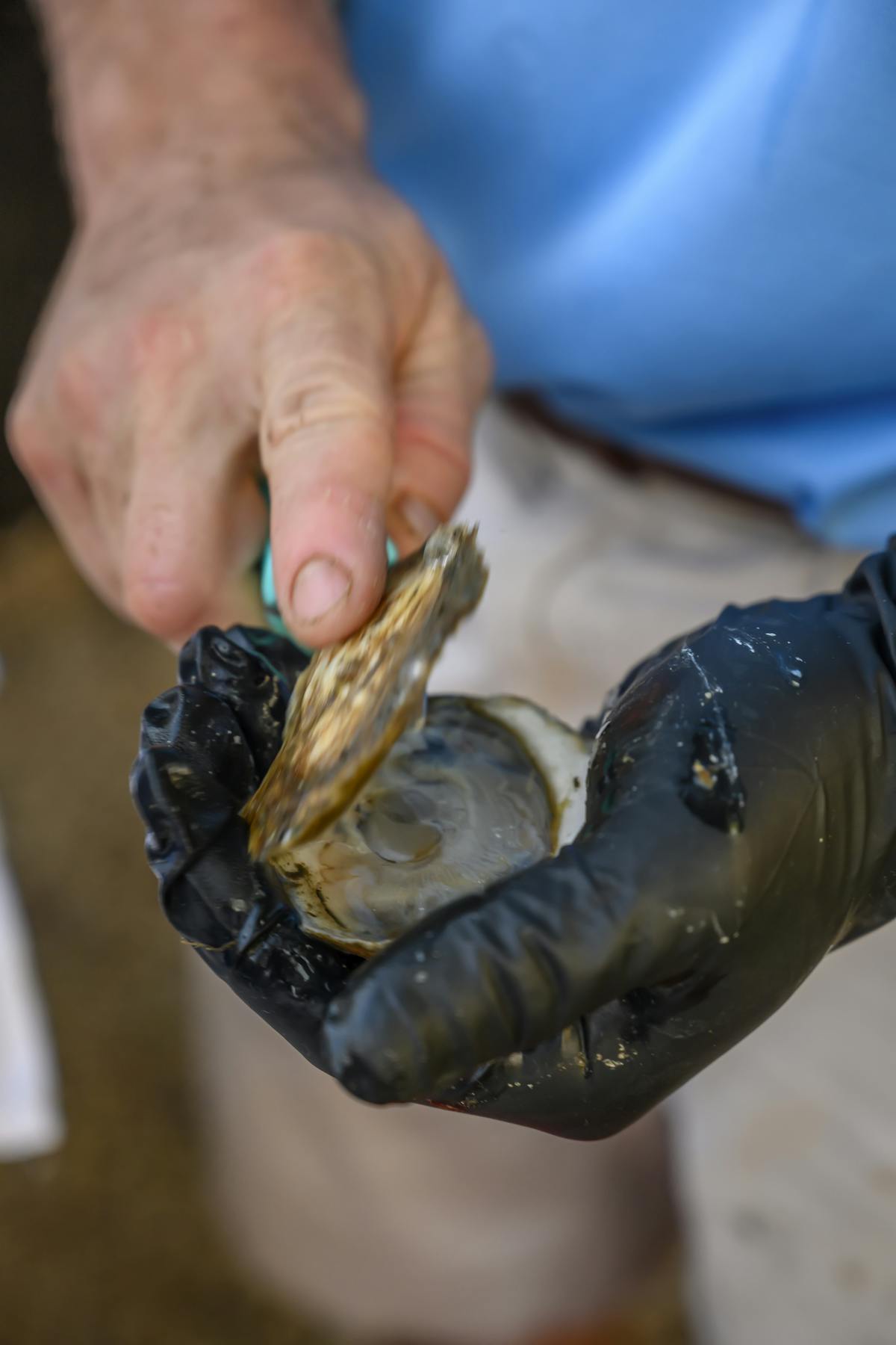 a person opening an oyster