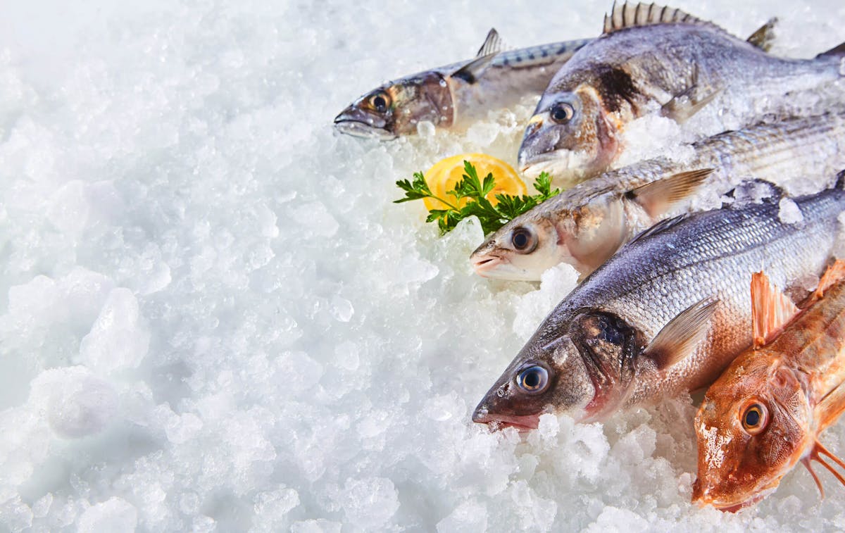 Fish on ice