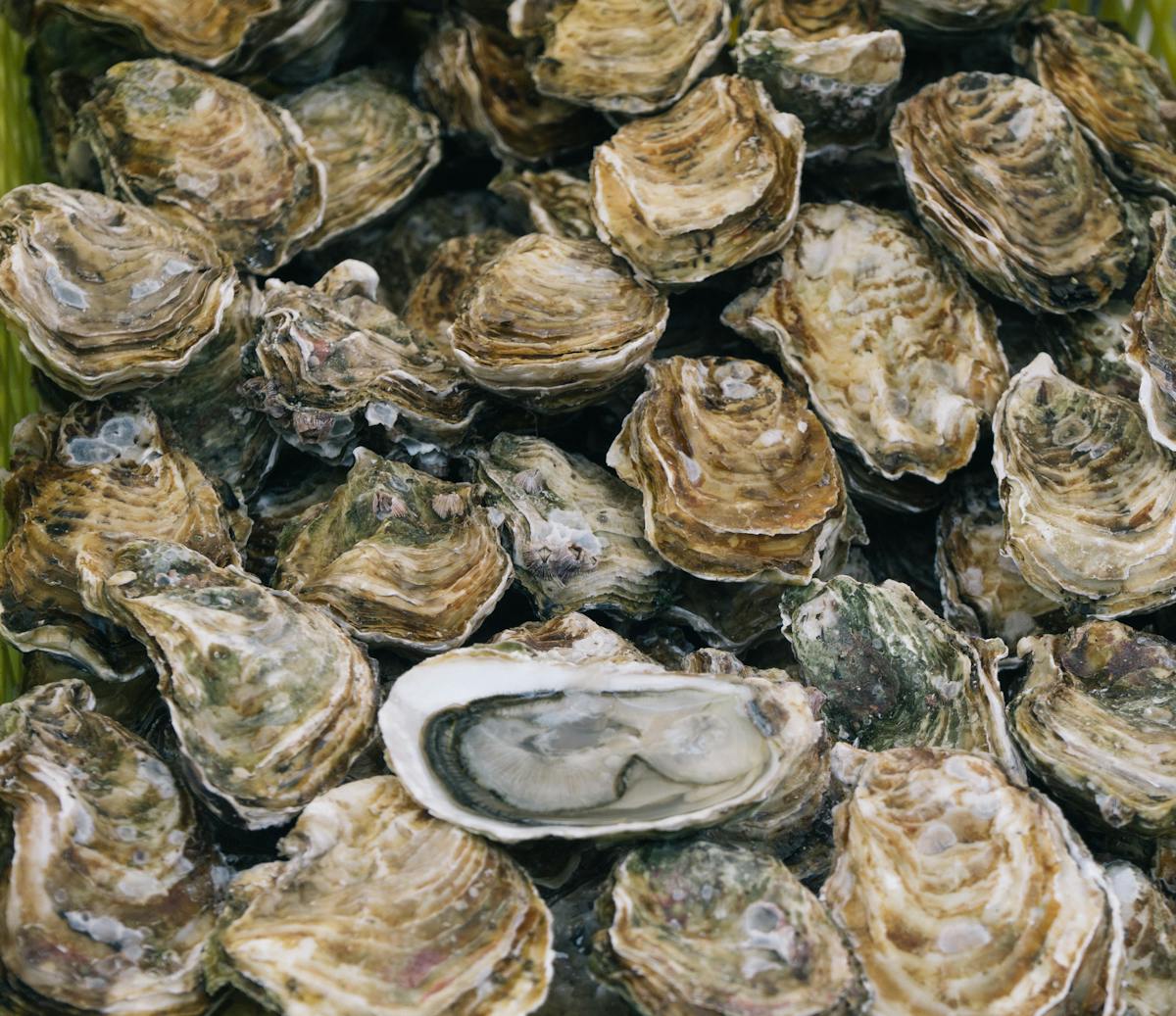 close up of oysters