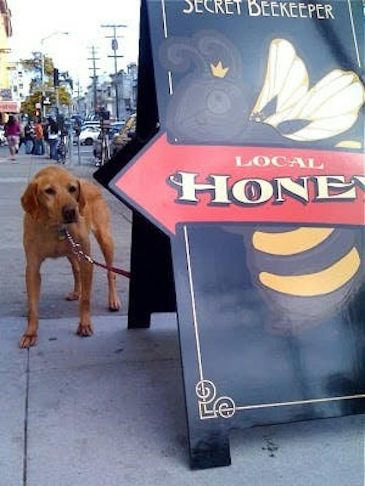 a local honey sign and a dog beside