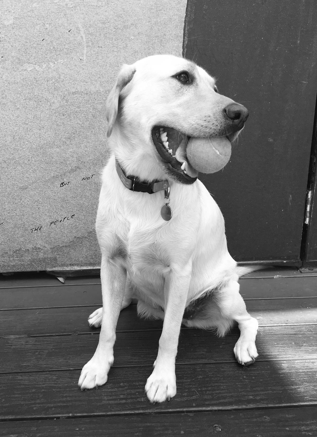 A dog happily playing with a ball