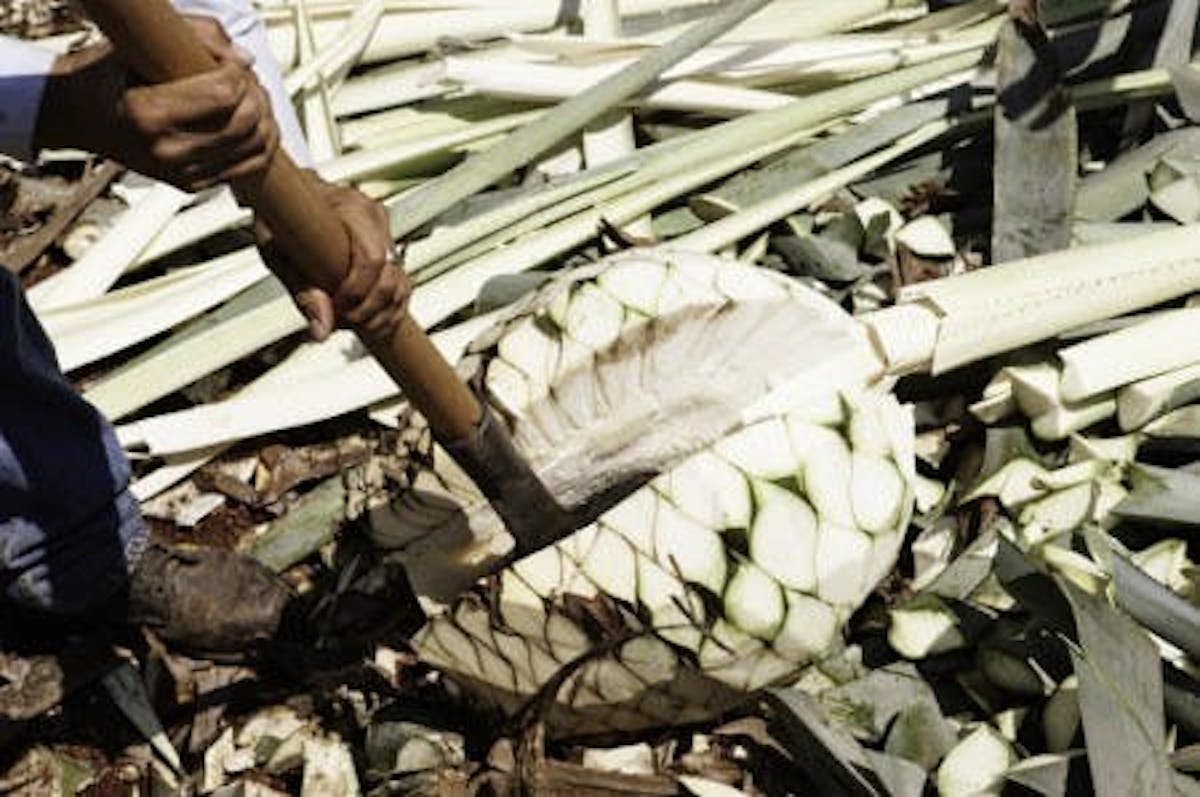 a man harvesting piñas with a shovel