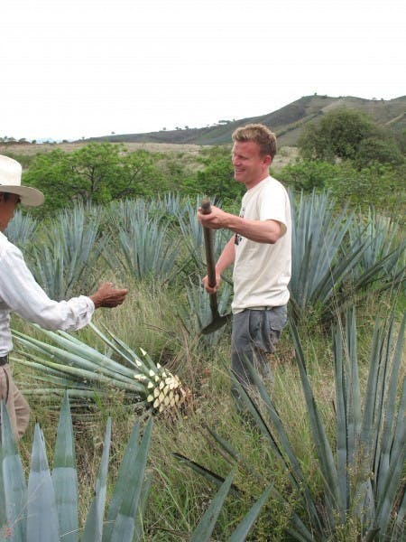 two men shoveling pineapples