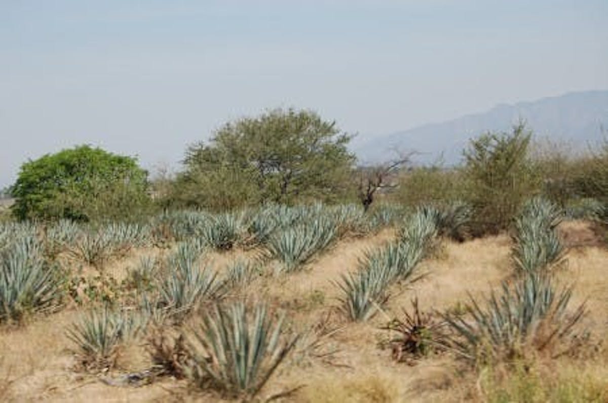 a photo of the desert