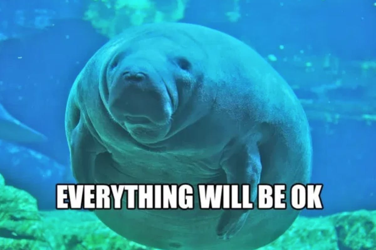 a manatee looking at the camera with the text everything will be okay below