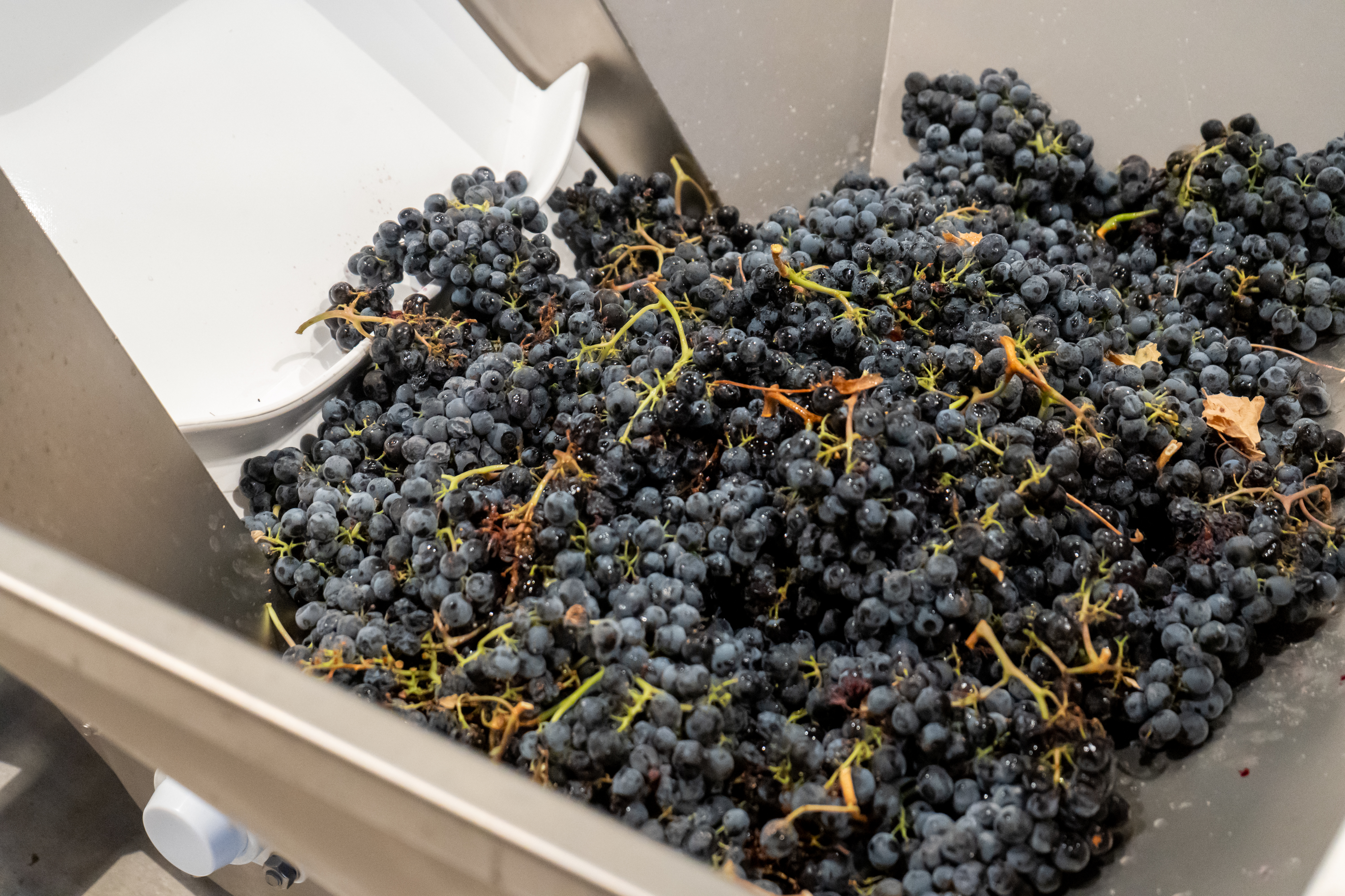 a close up of red wine grapes