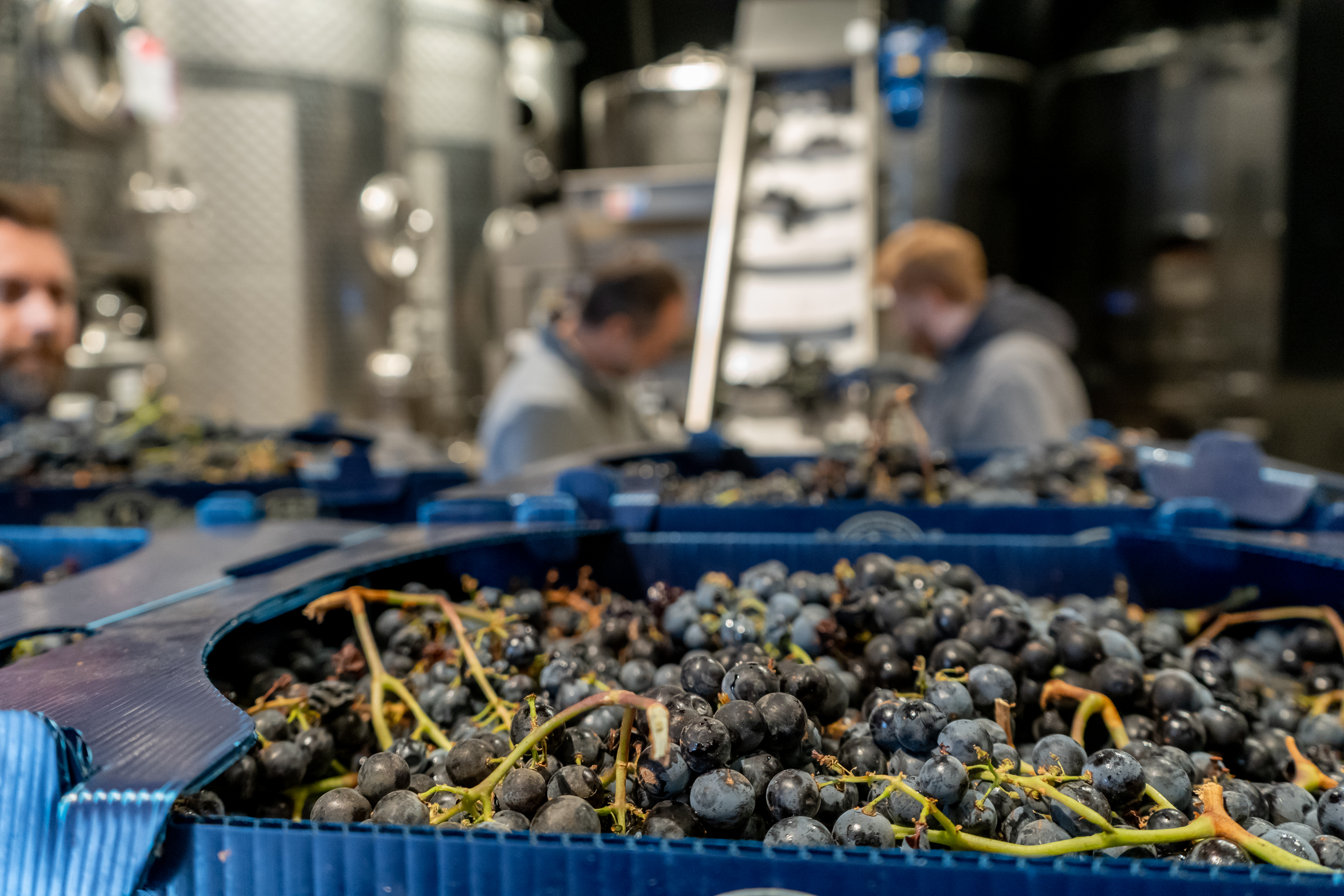 wine grapes in front of an assembly line, preparing to begin the winemaking process