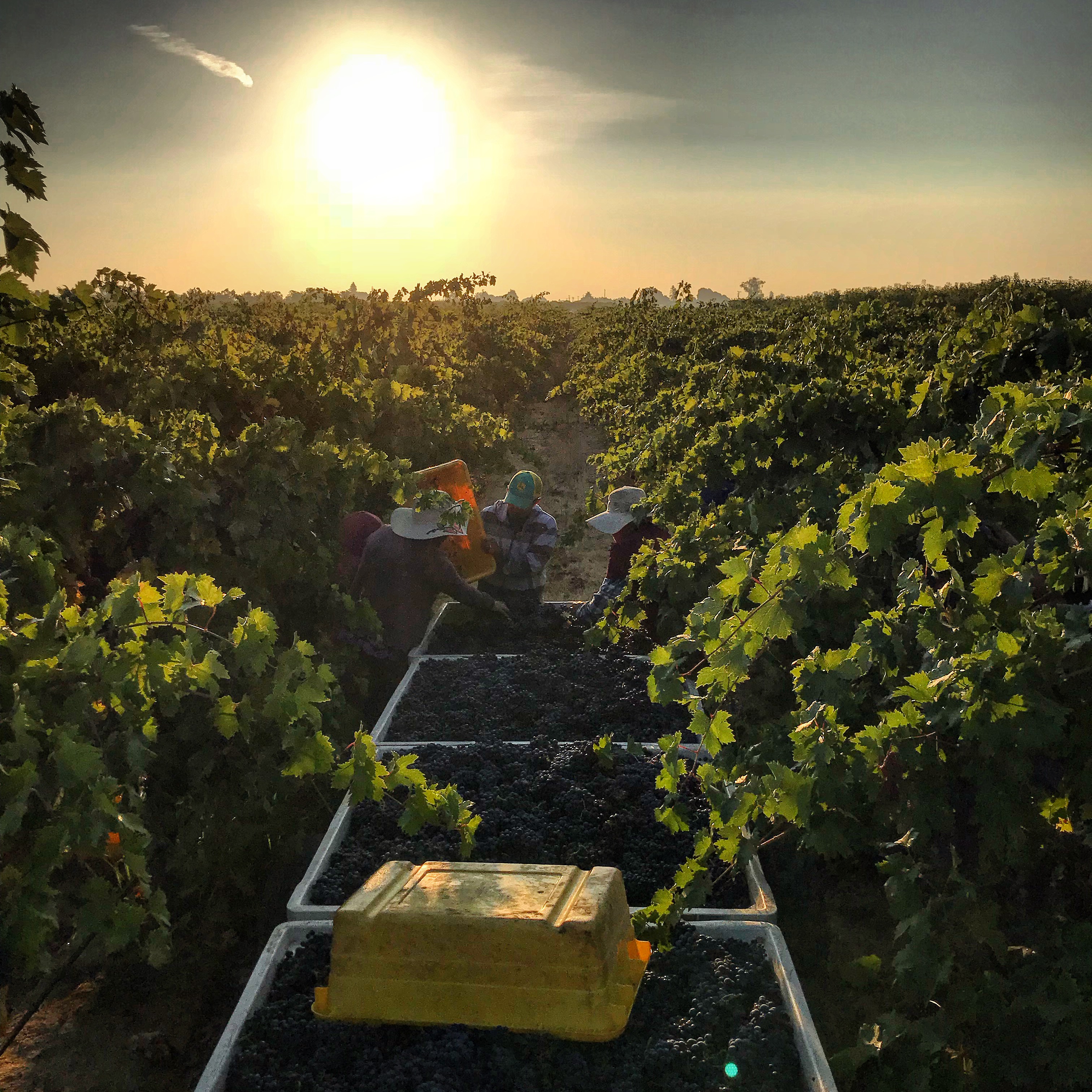 three men pick grapes at a vineyard while the sun rises in the background