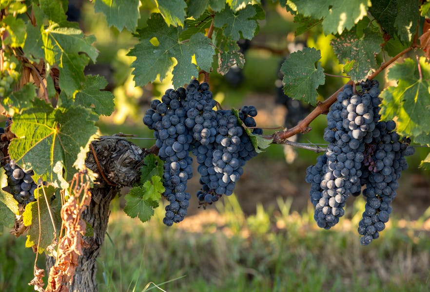 Chicago Winery’s Vineyards