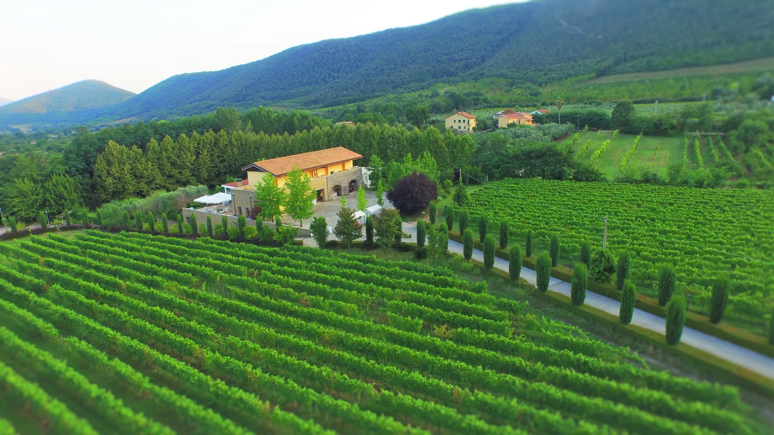 a house surrounded by rows of green plants
