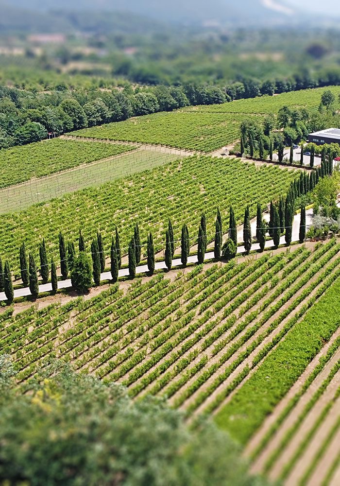 a rows of rows of trees and a farm