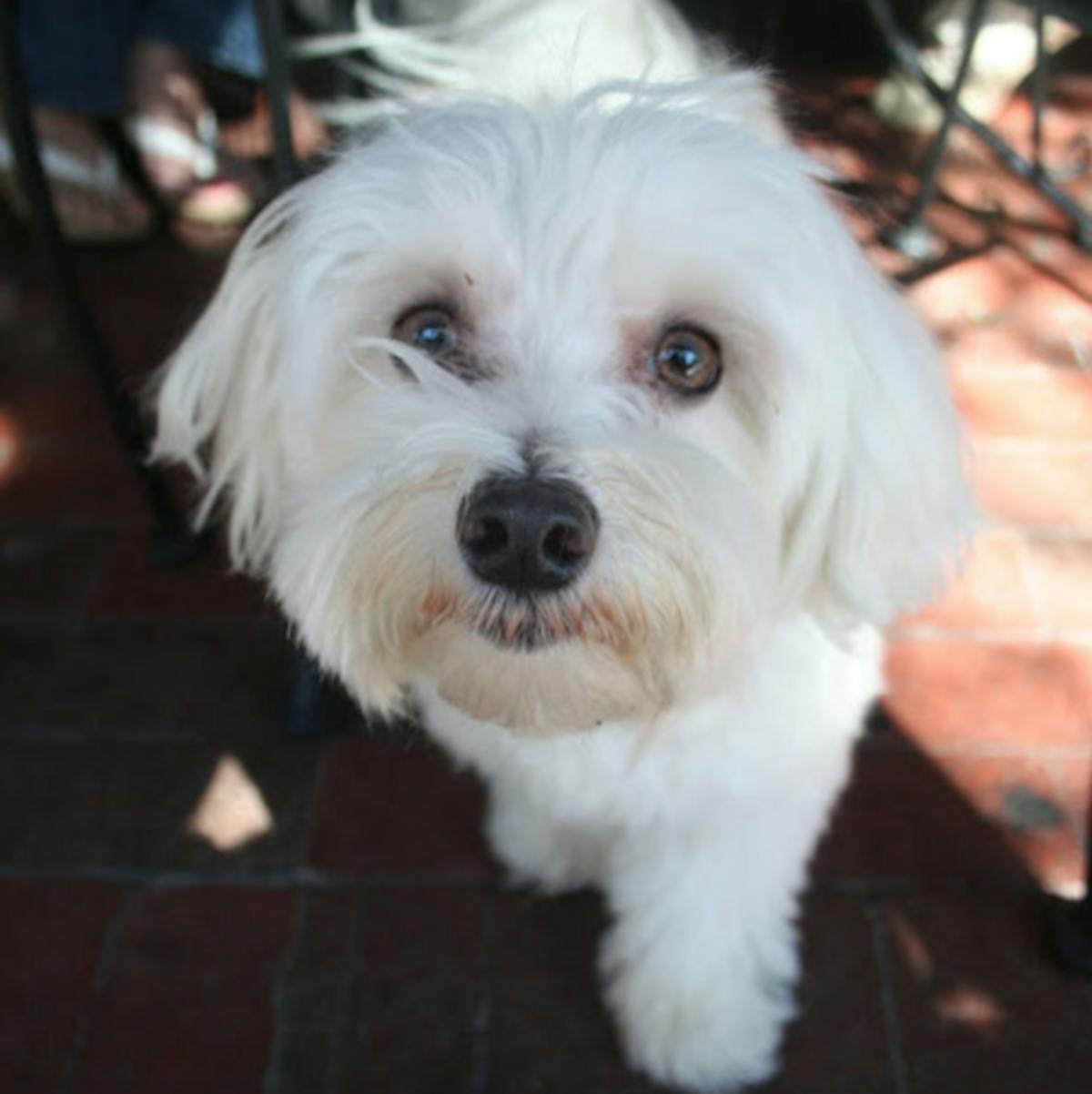 Uptown Dog Friendly Patio